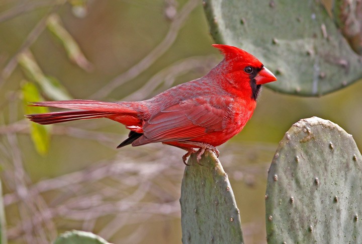 Cardinal rouge - ML42156241