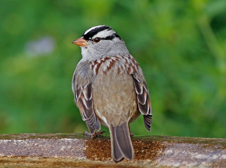 White-crowned Sparrow - ML42156581