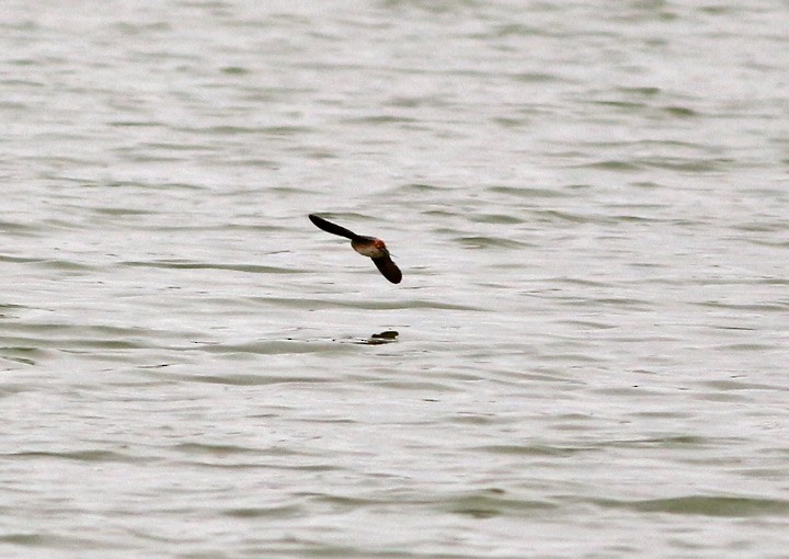 Cave Swallow - ML42156861