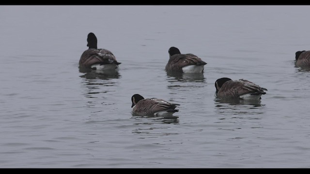 Cackling Goose (Richardson's) - ML421570171