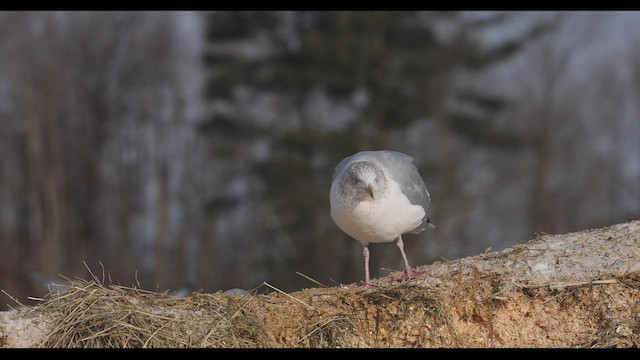 Herring Gull (American) - ML421571631