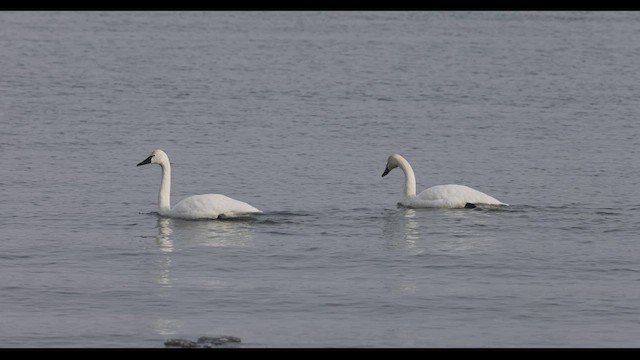 Tundra Swan (Whistling) - ML421579331
