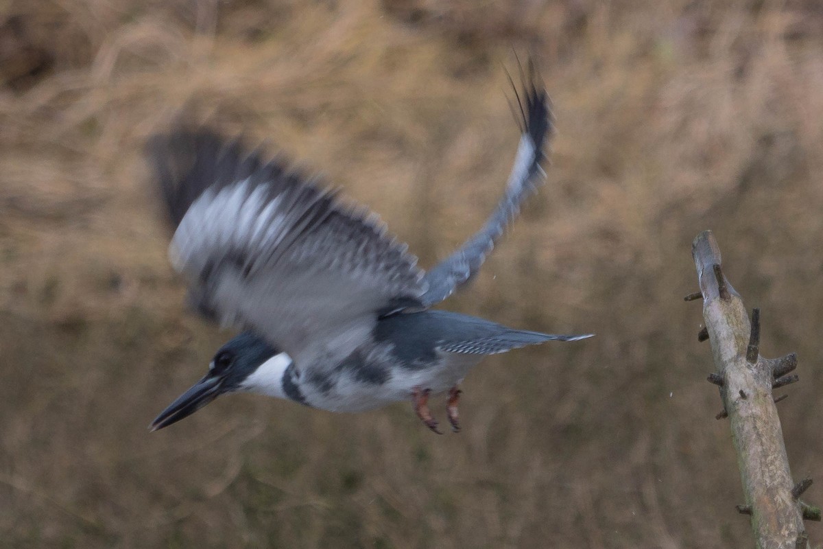 Belted Kingfisher - ML421580701