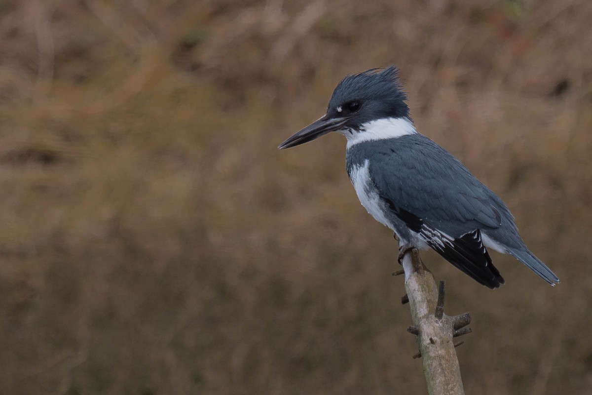 Belted Kingfisher - ML421580711