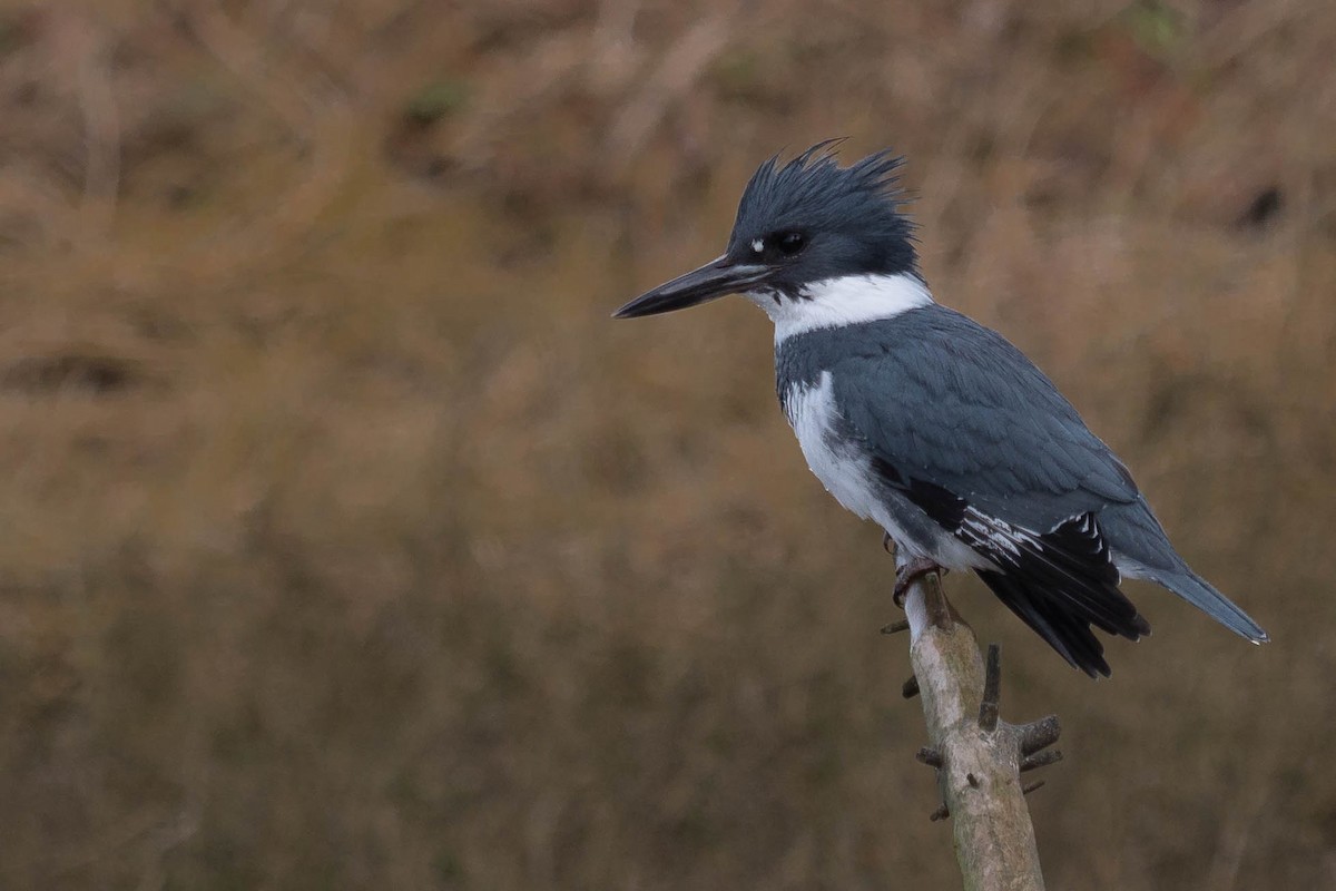 Belted Kingfisher - ML421580721