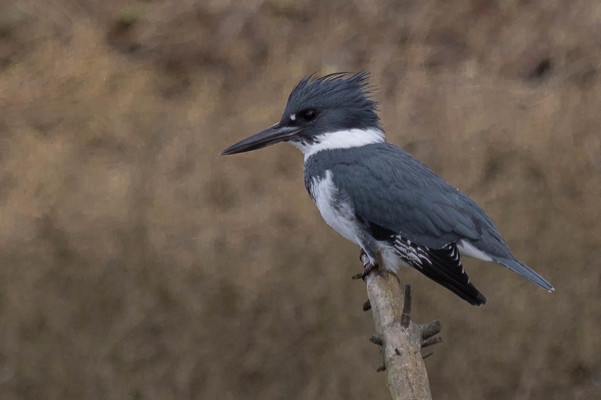 Belted Kingfisher - ML421581891