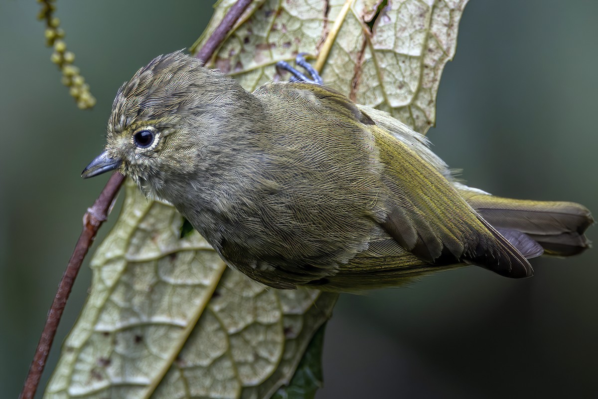 Yellow-browed Tit - ML421582821