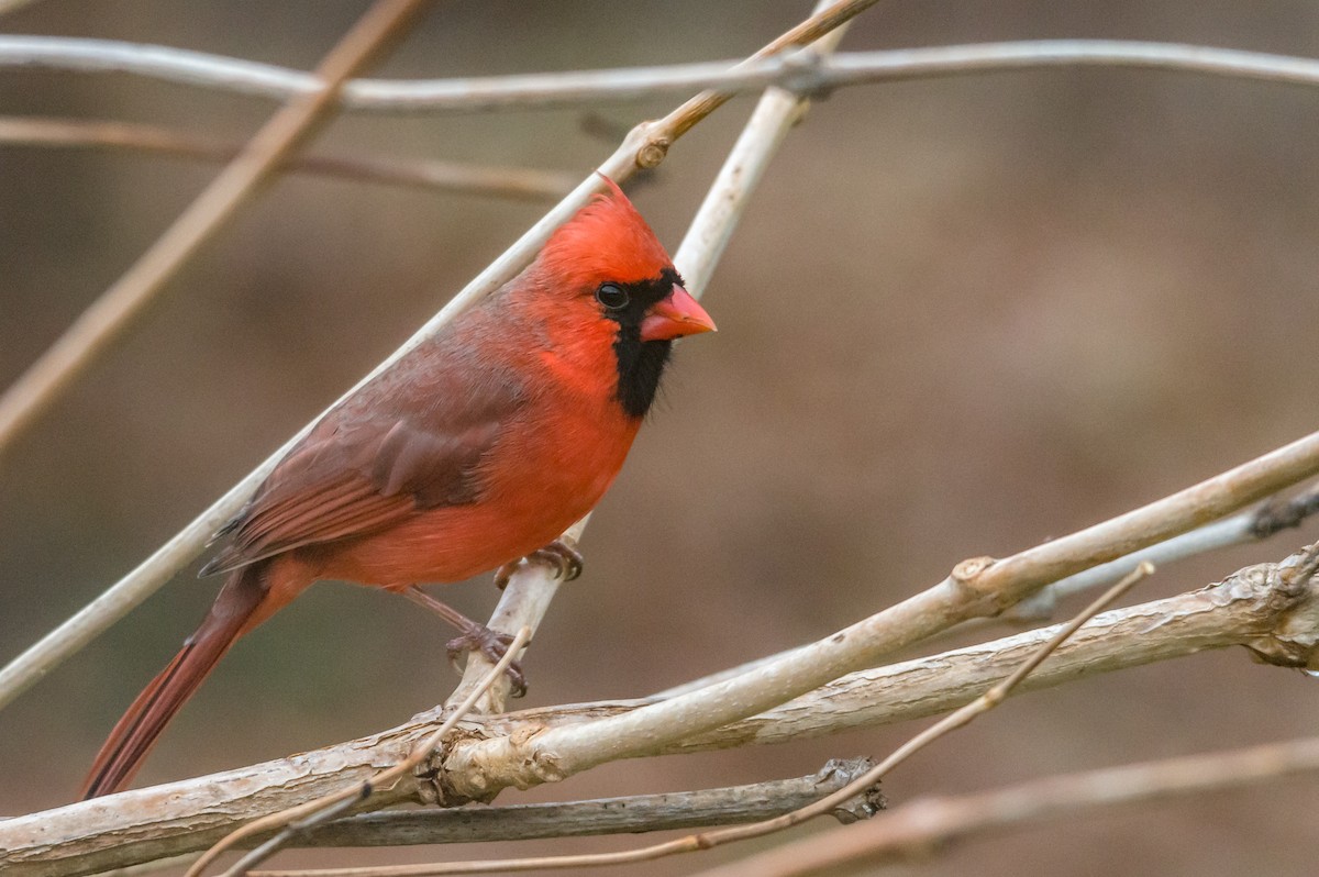 Cardinal rouge - ML42159001