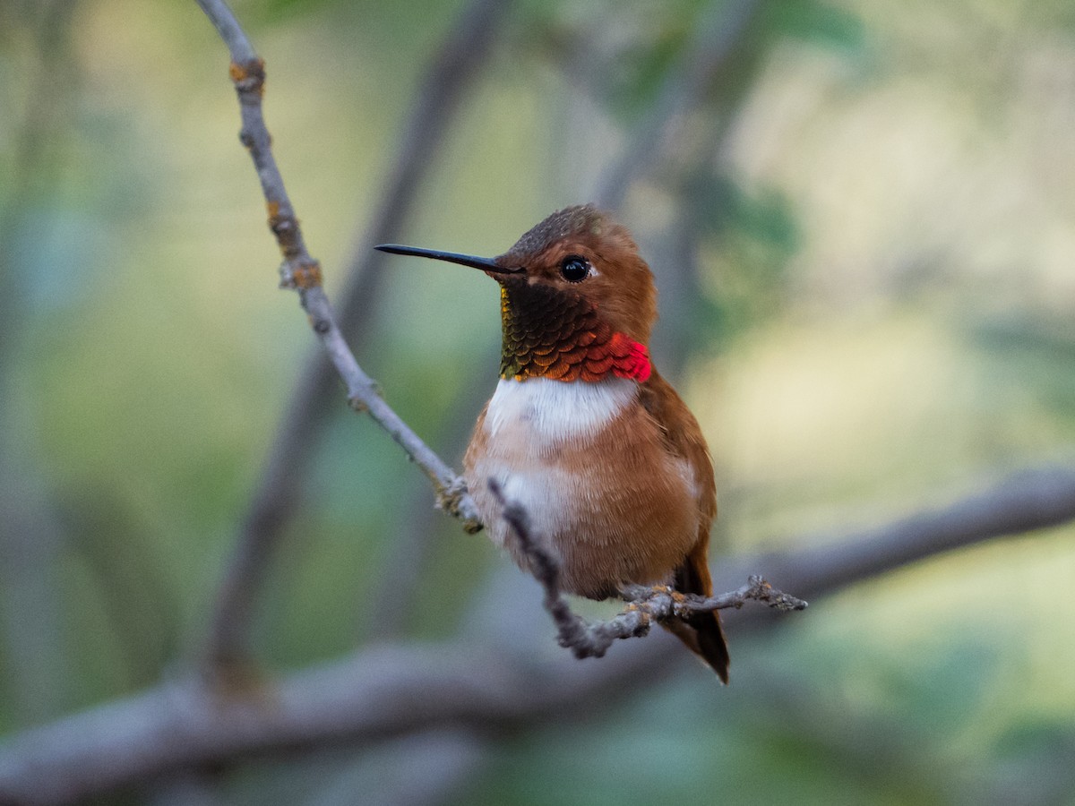 Rufous Hummingbird - Scott O'Donnell