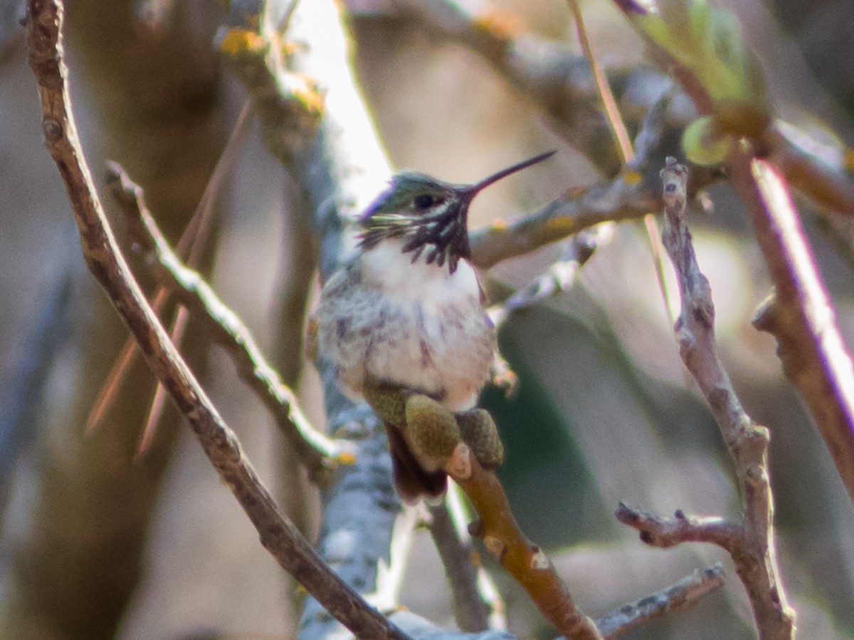 Calliope Hummingbird - Scott O'Donnell