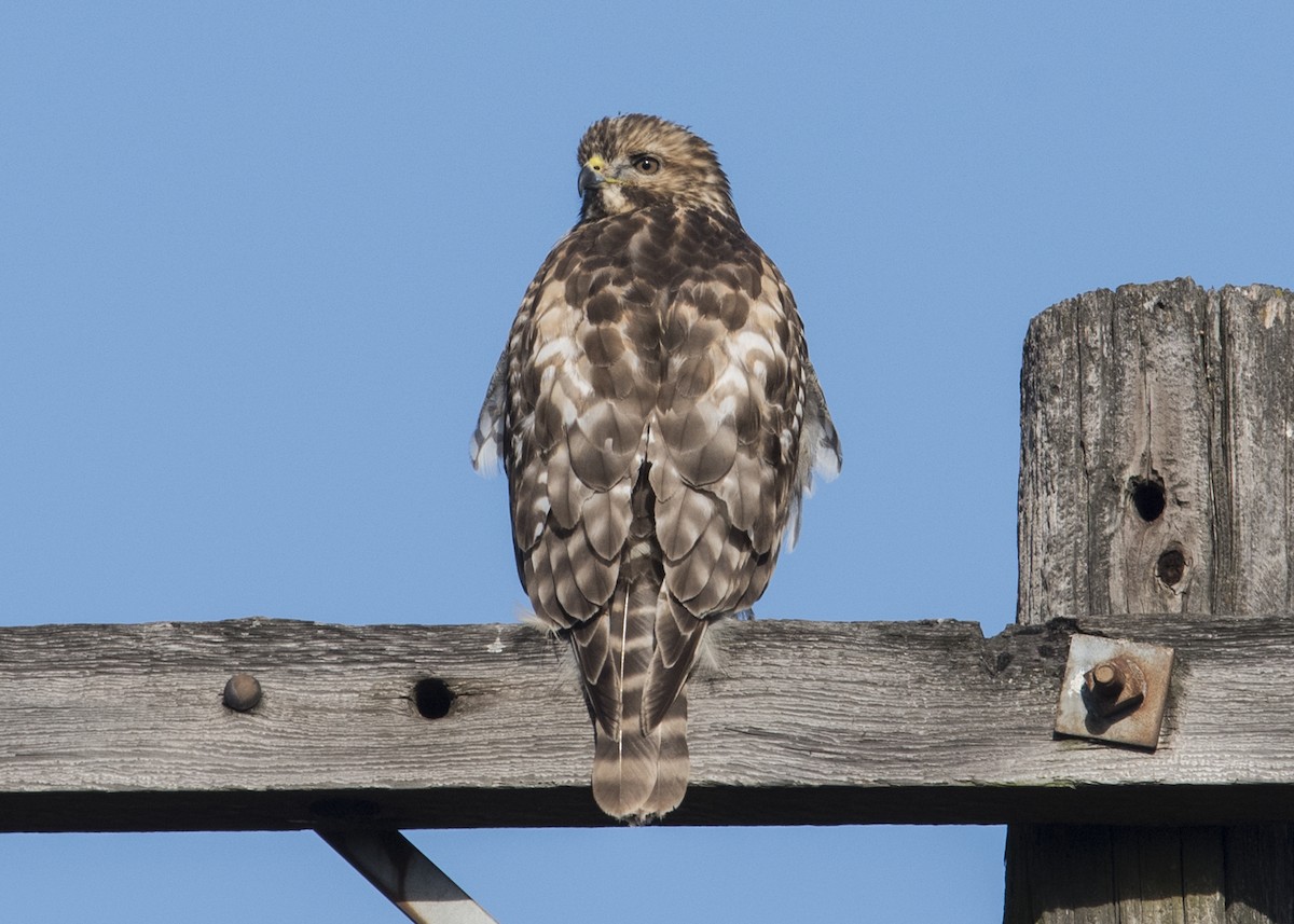 Red-tailed Hawk - ML42160361