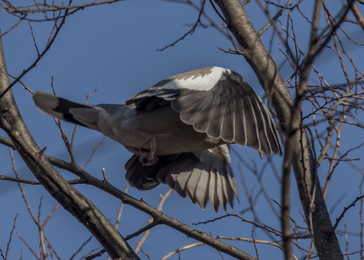 White-winged Dove - ML42160451