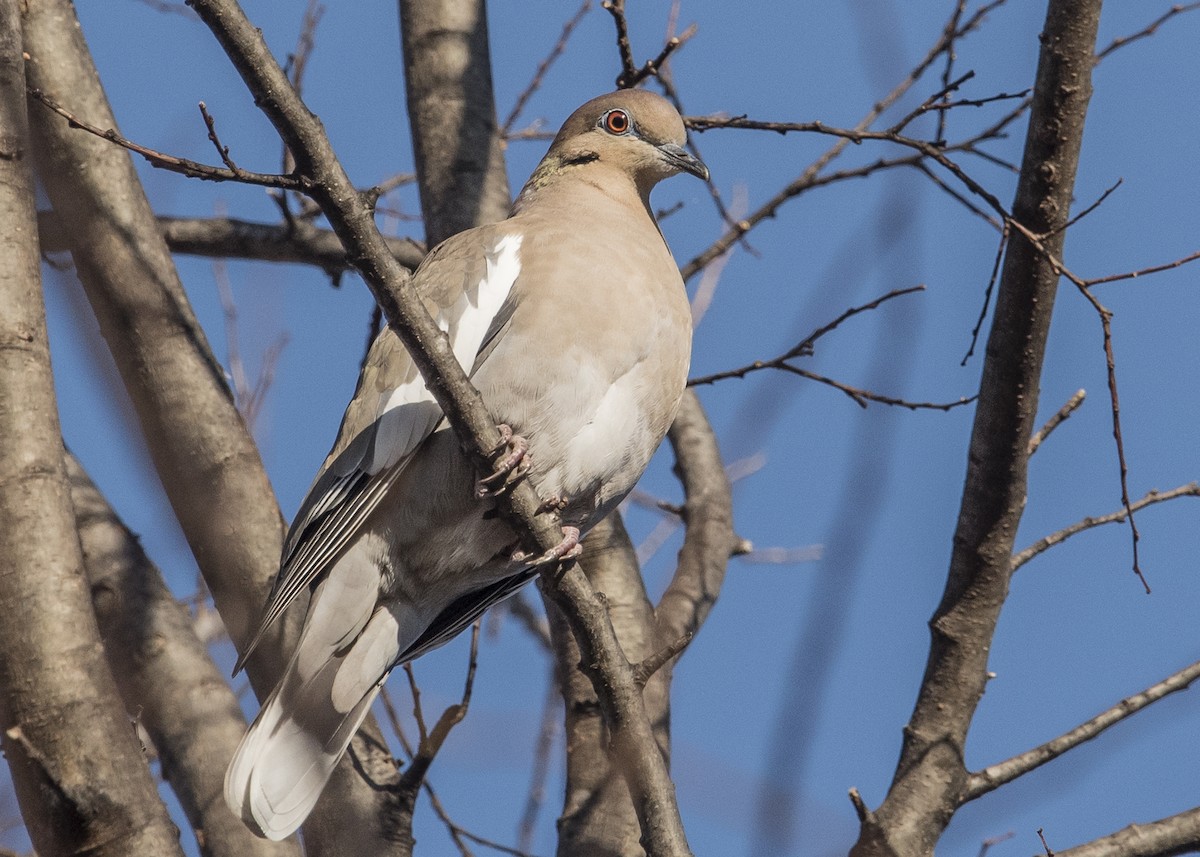 White-winged Dove - ML42160461