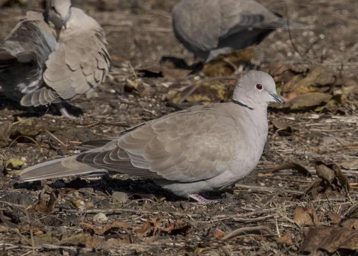 Eurasian Collared-Dove - ML42160531