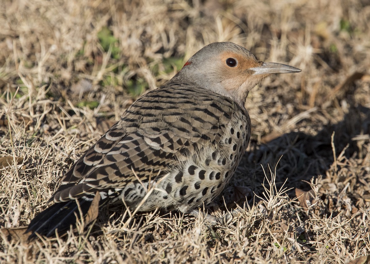 Northern Flicker (Yellow-shafted) - ML42160571