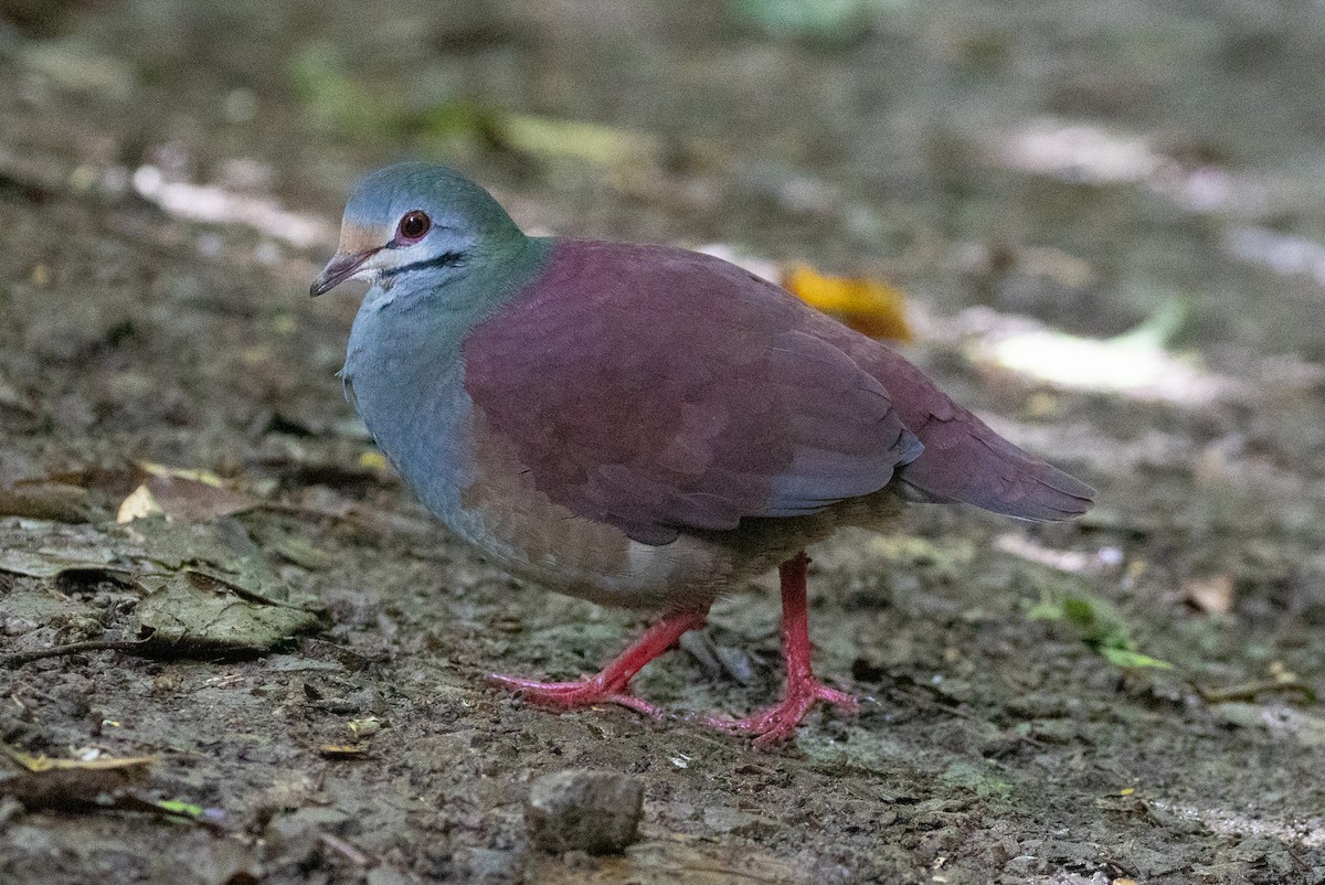 Buff-fronted Quail-Dove - ML421607831