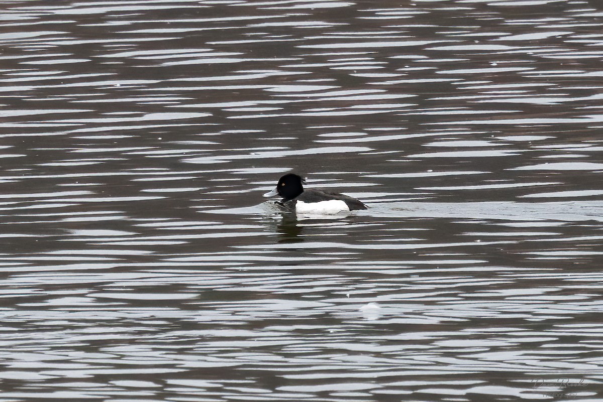 Tufted Duck - Dave Brooke