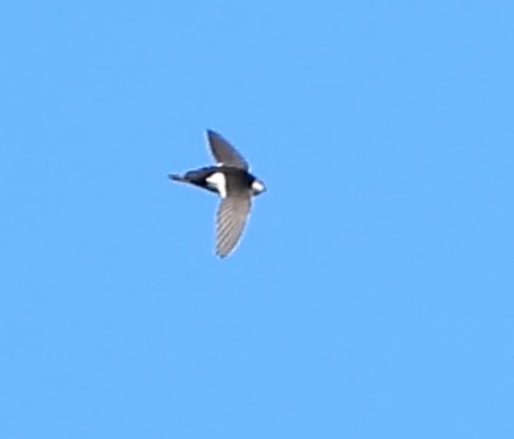 White-throated Swift - ML421613921