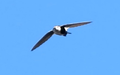 White-throated Swift - ML421613941