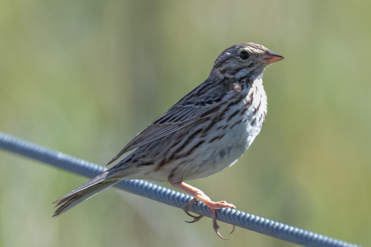Savannah Sparrow - ML421615591