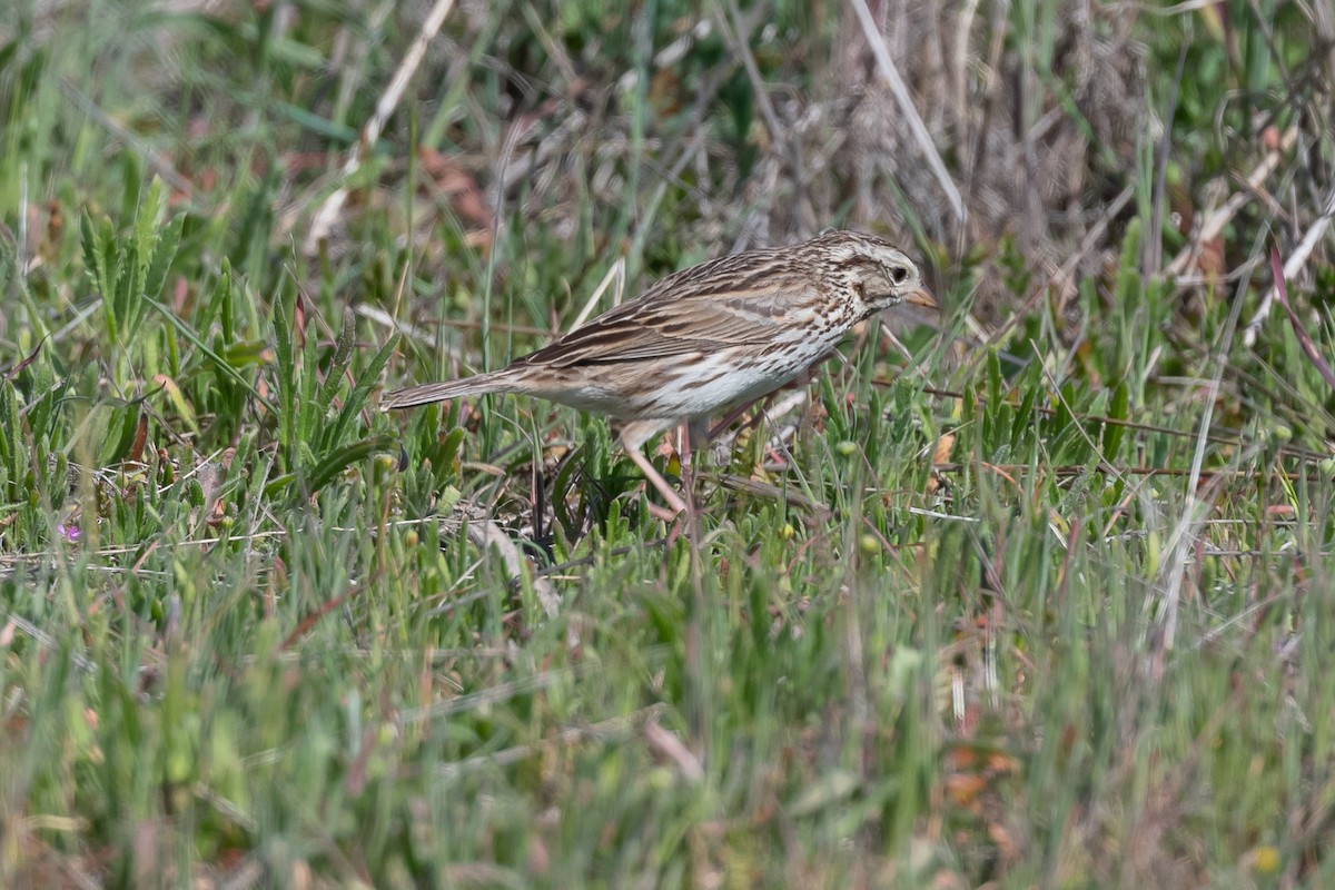 Savannah Sparrow - ML421615621