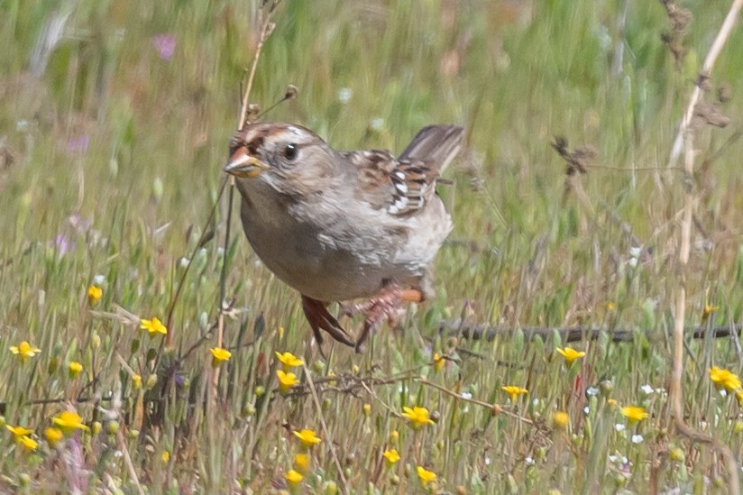 White-crowned Sparrow - ML421616511