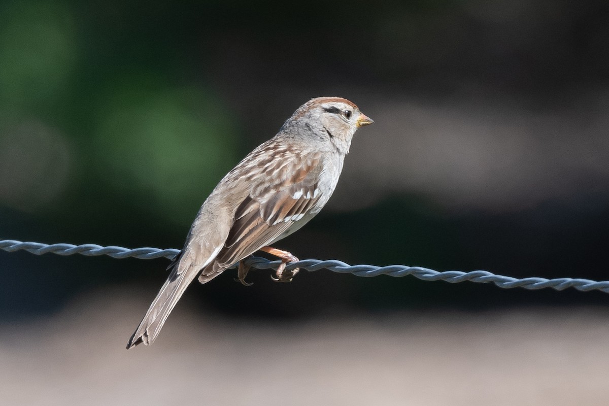 White-crowned Sparrow - ML421616581