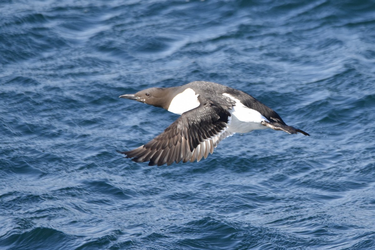 Common Murre - Christopher Veale