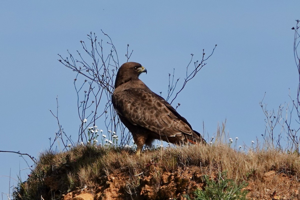 Red-tailed Hawk - ML421626151