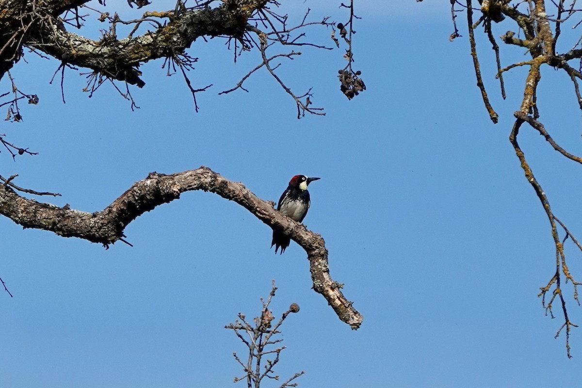 Acorn Woodpecker - ML421626201
