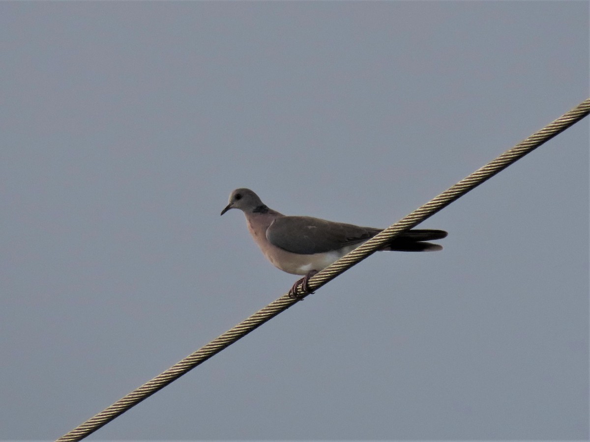 Philippine Collared-Dove - ML421630351