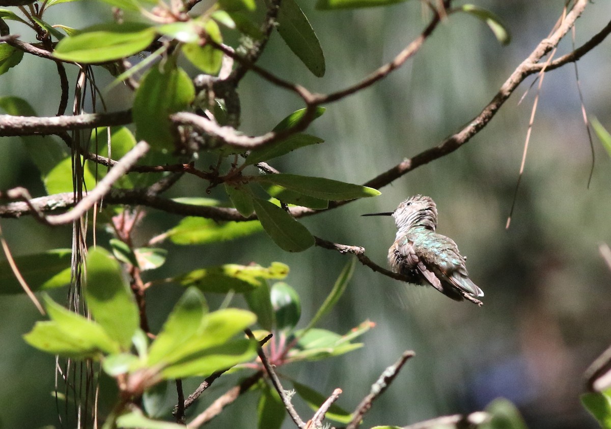 Broad-tailed Hummingbird - Mark Patry