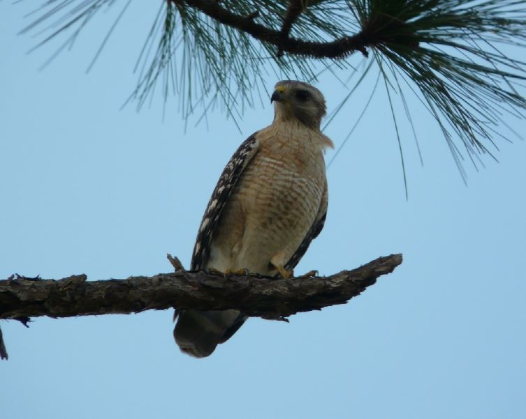 Red-shouldered Hawk (lineatus Group) - ML42163521