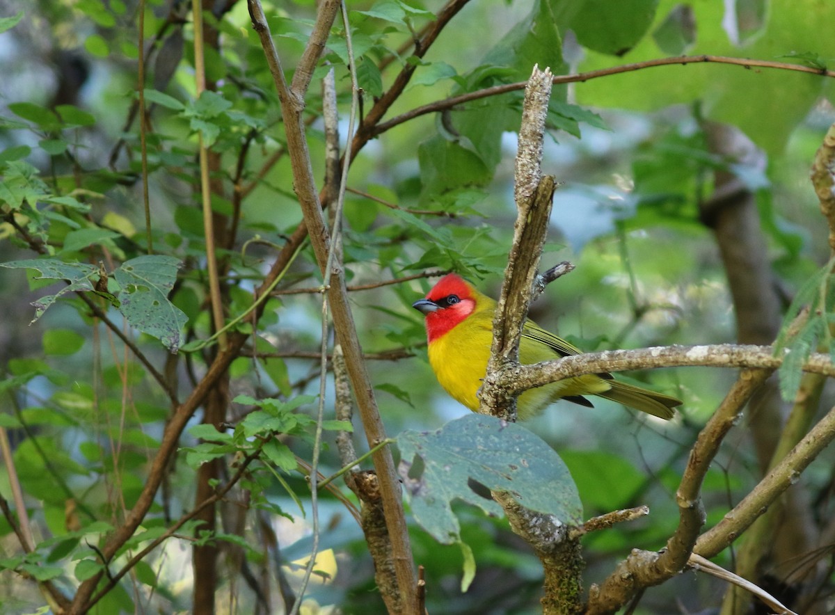 Red-headed Tanager - Mark Patry