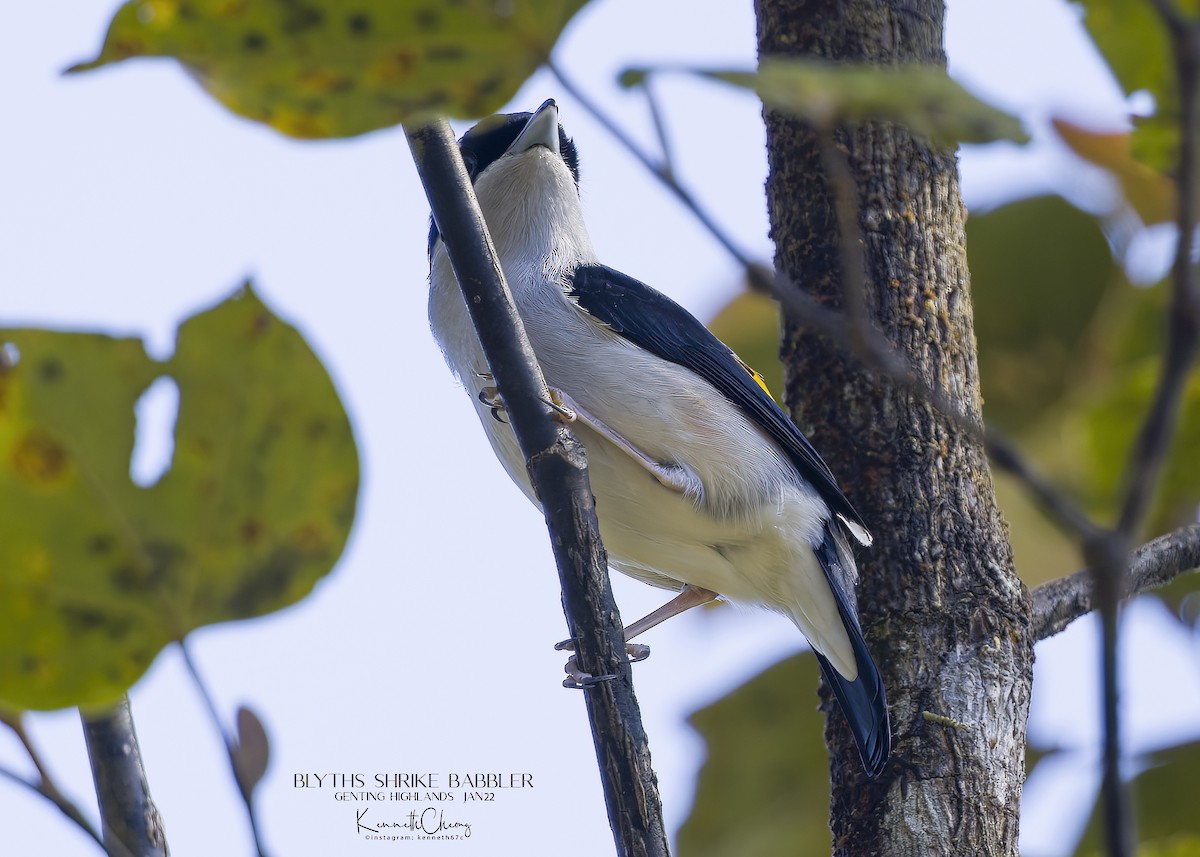 White-browed Shrike-Babbler - ML421638791