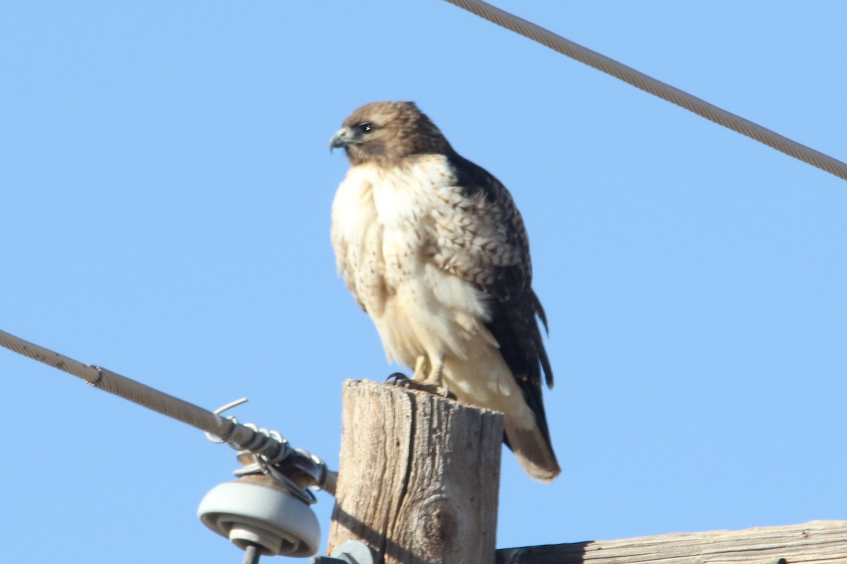 Red-tailed Hawk - ML42164871