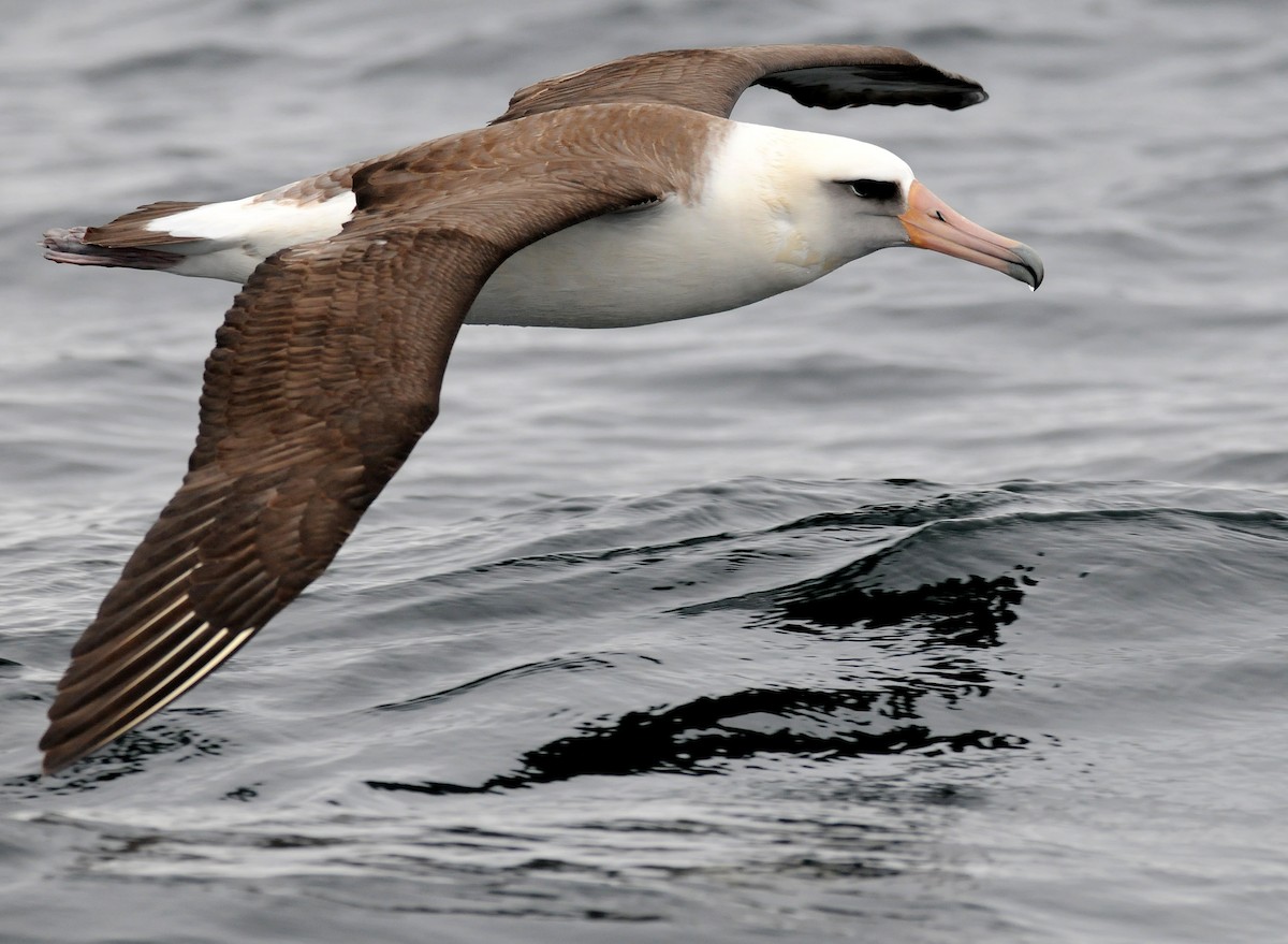 albatros laysanský - ML42165121