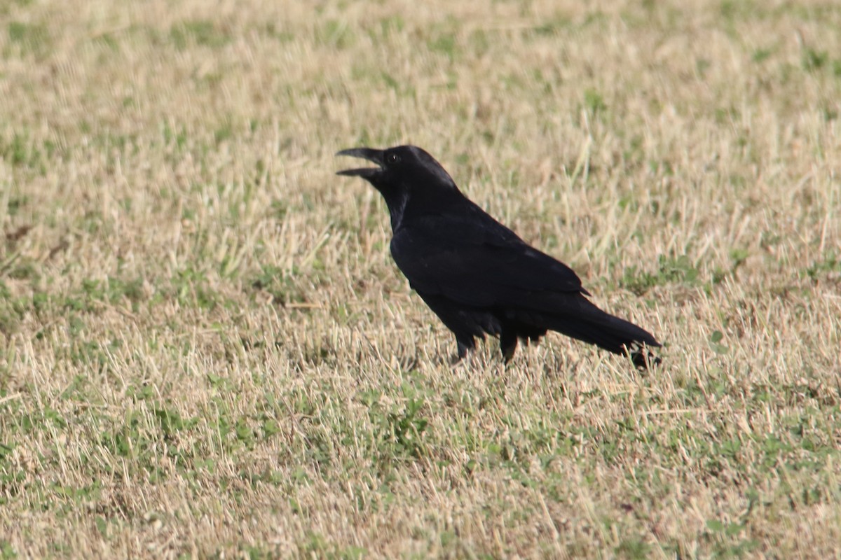 Common Raven - ML42165221