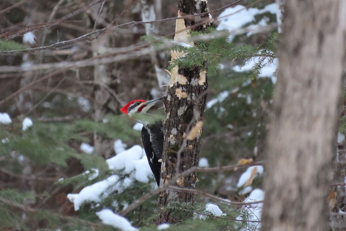 Pileated Woodpecker - ML421655161