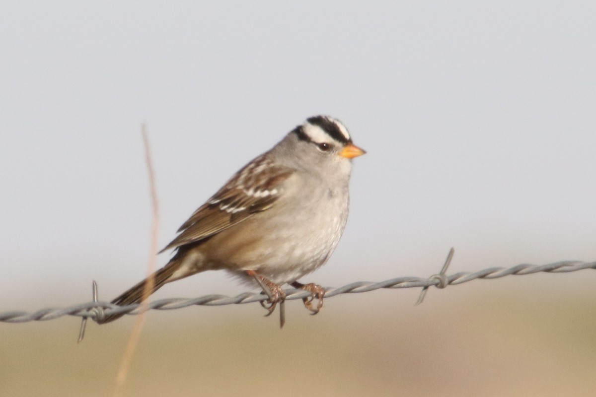 White-crowned Sparrow (Gambel's) - ML42165591