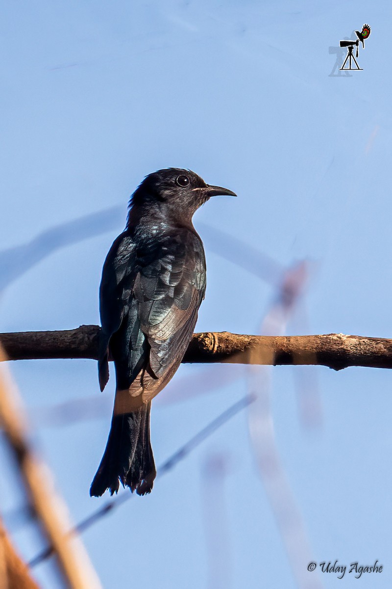 Square-tailed Drongo-Cuckoo - ML421656381