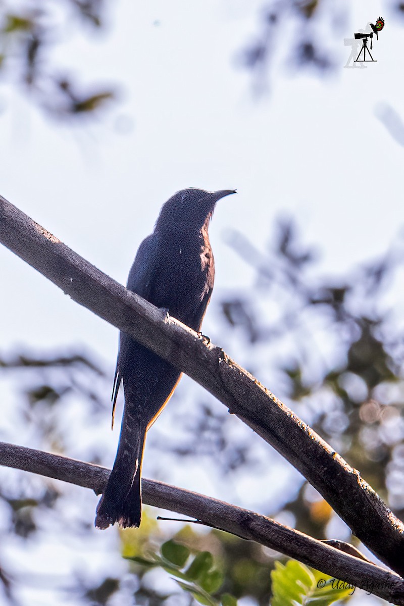 Square-tailed Drongo-Cuckoo - ML421656411