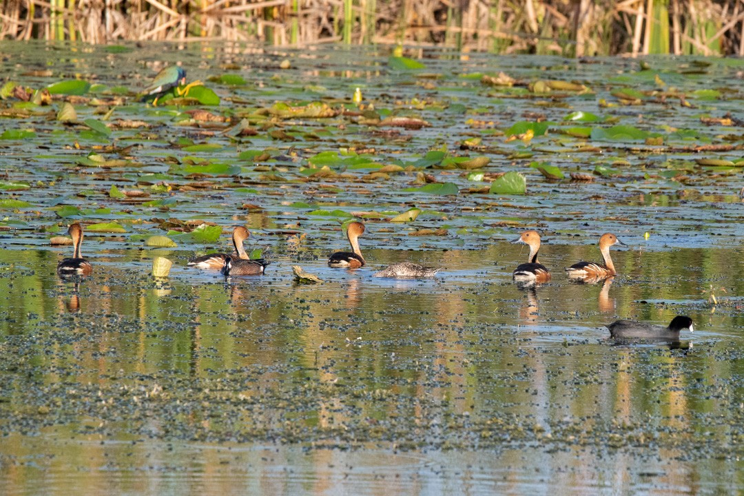 Fulvous Whistling-Duck - ML421667871