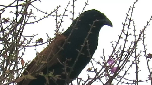 Greater Coucal - ML421668231