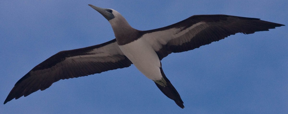 Brown Booby (Brewster's) - ML42166861