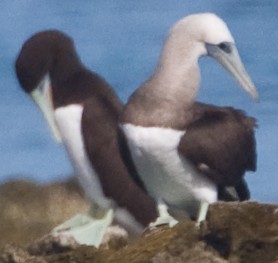 Brown Booby (Brewster's) - ML42167031