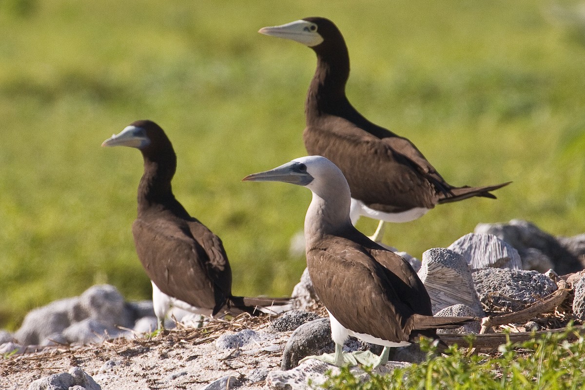 Brown Booby (Brewster's) - ML42167131