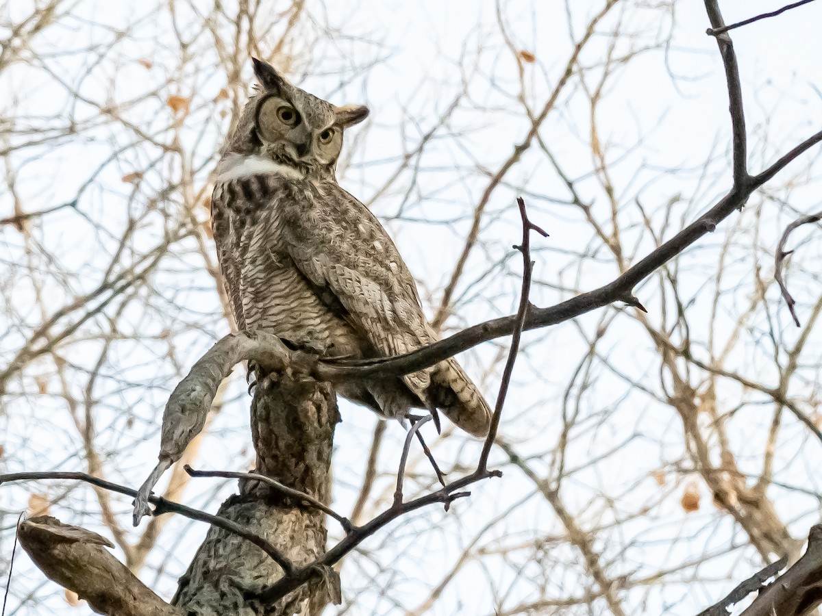 Great Horned Owl - ML421678801