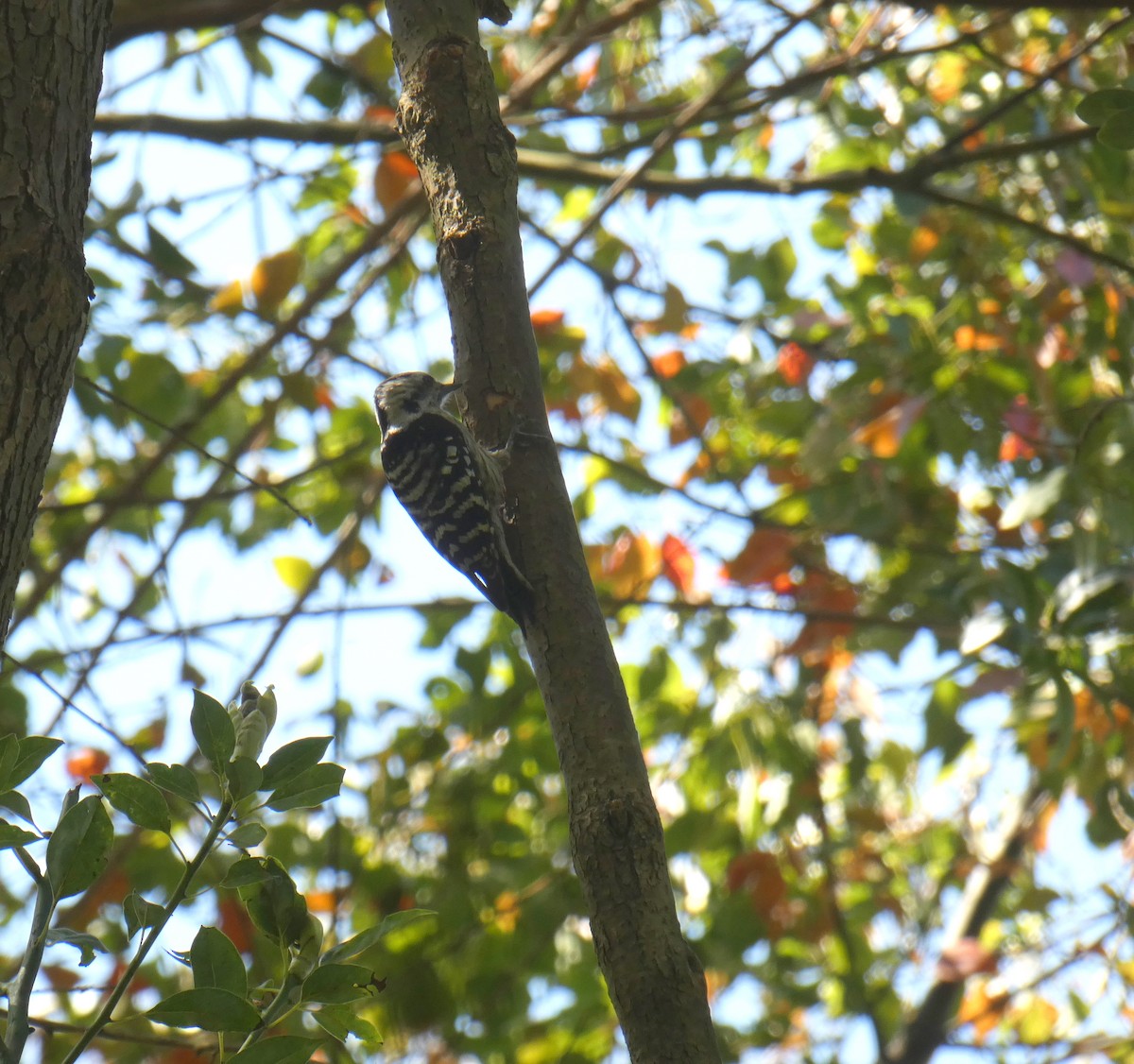Gray-capped Pygmy Woodpecker - Sarabjeet Kaur