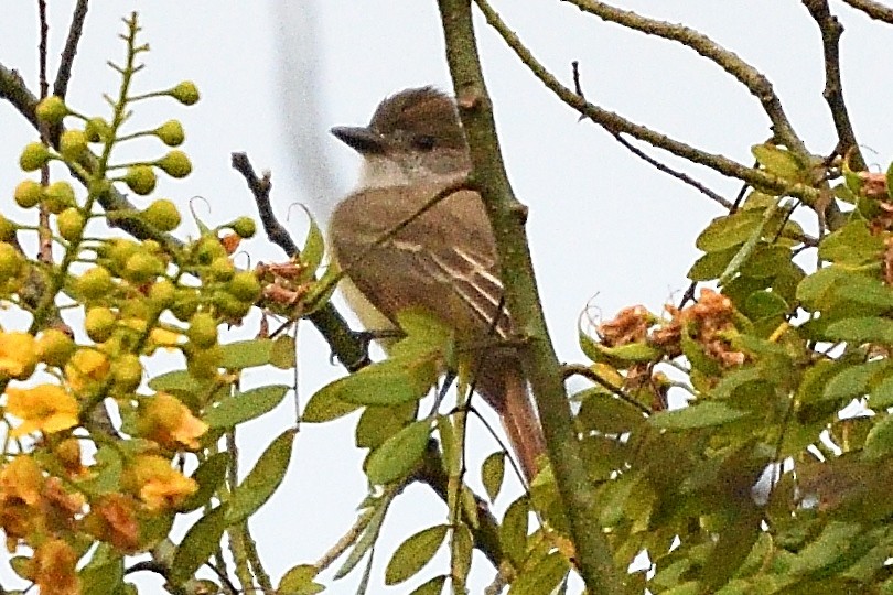 Great Crested Flycatcher - ML421687611
